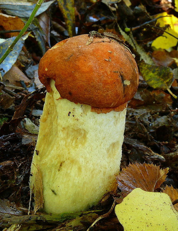 kozák osikový Leccinum albostipitatum den Bakker & Noordel.