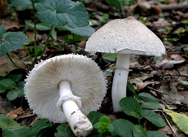 bedlička Lepiota sp.