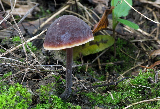 smeťovček uhorkový Macrocystidia cucumis (Pers.) Joss.