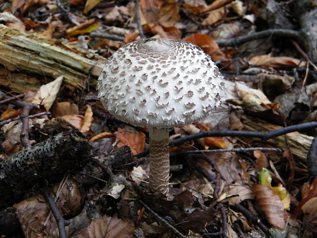 bedľa vysoká Macrolepiota procera (Scop.) Singer