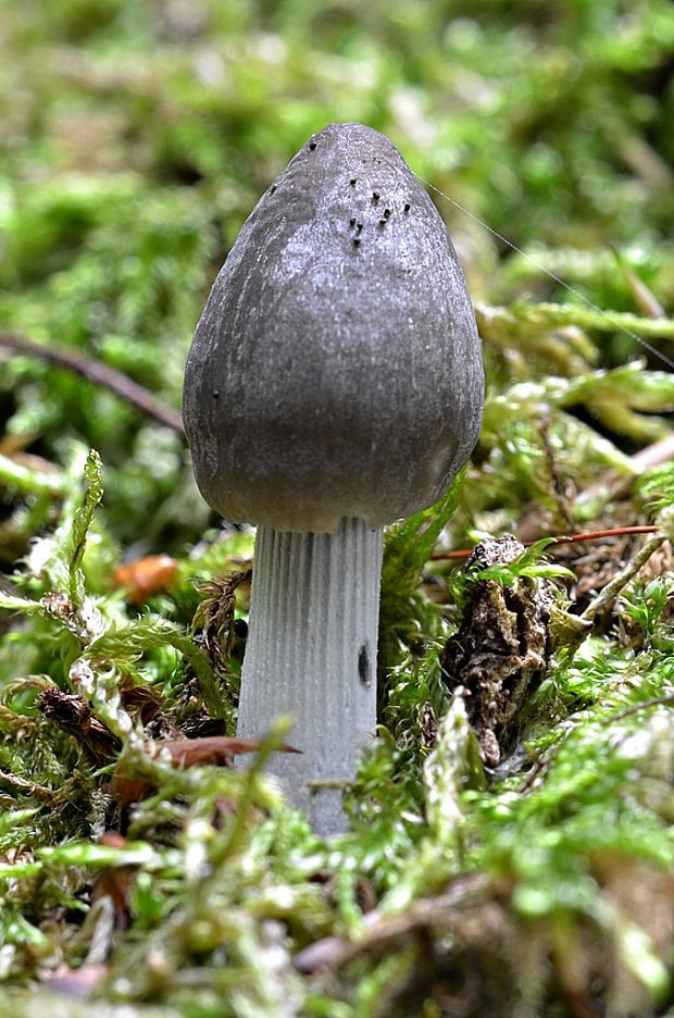 prilbička ryhovaná Mycena polygramma (Bull.) Gray