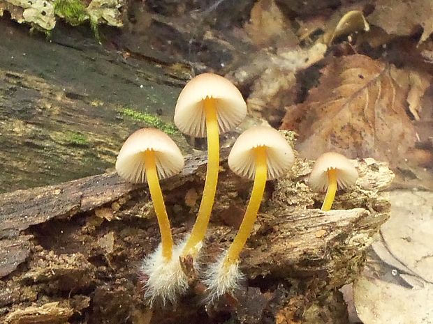 prilbička žltohlúbiková Mycena renati Quél.