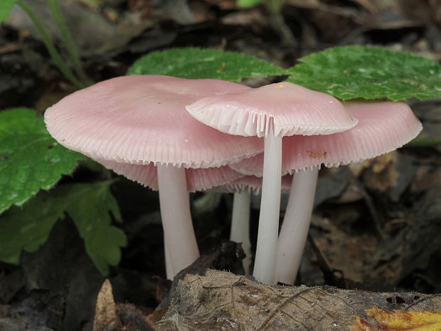 prilbička ružovkastá Mycena rosea Gramberg