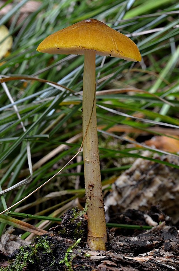 štítovka žltá Pluteus leoninus (Schaeff.) P. Kumm.