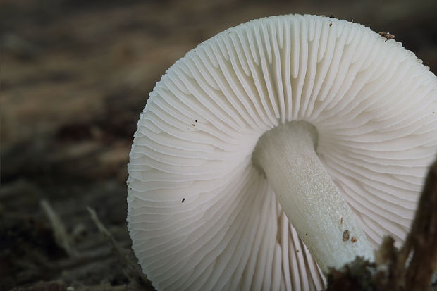 štítovka Pluteus sp.