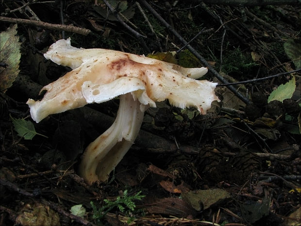 peniazovka škvrnitá Rhodocollybia maculata (Alb. & Schwein.) Singer