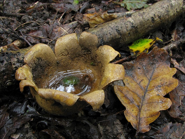 pestrec bradavičnatý Scleroderma cf.verrucosum (Bull.) Pers.