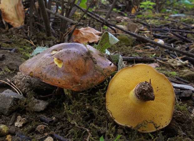 masliak kopcový  Suillus collinitus (Fr.) Kuntze