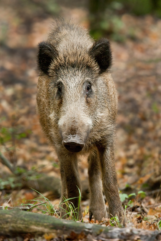 diviak lesný Sus scrofa