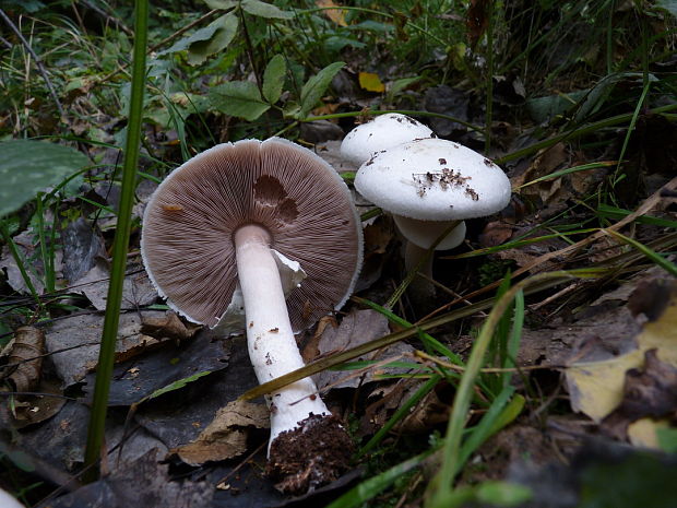 pečiarka ovčia Agaricus arvensis Schaeff.