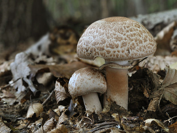 pečiarka Agaricus sp.