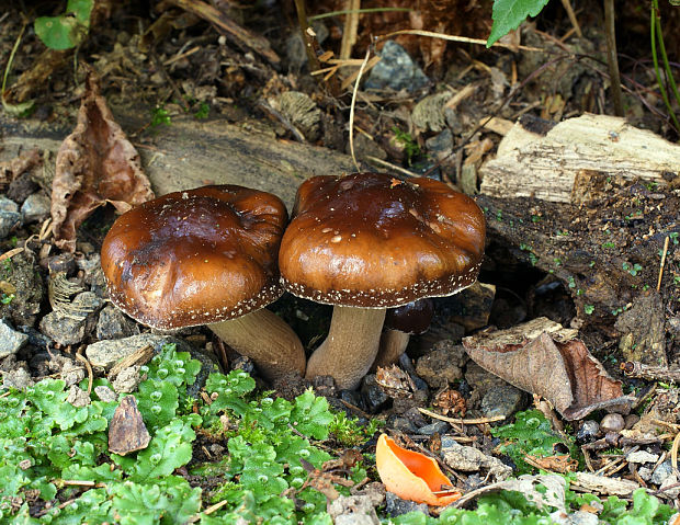 poľnička vráskavá Agrocybe erebia (Fr.) Kühner ex Singer