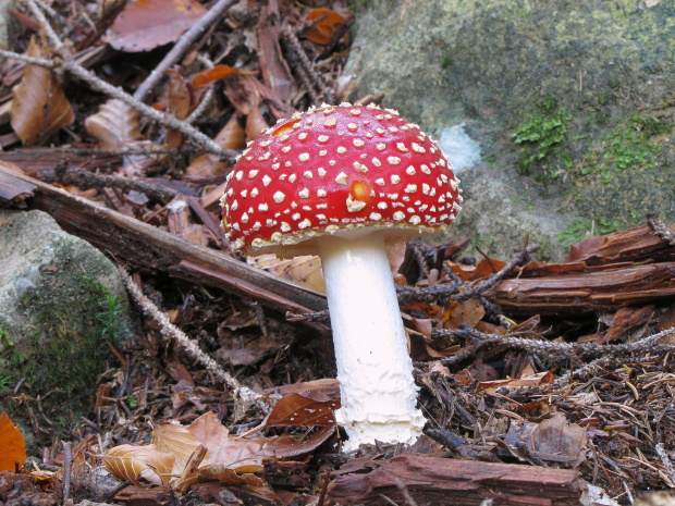 muchotrávka červená Amanita muscaria (L.) Lam.