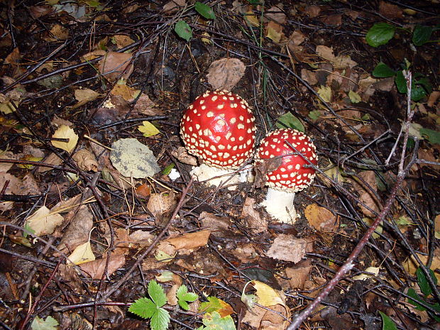 muchotrávka červená Amanita muscaria (L.) Lam.