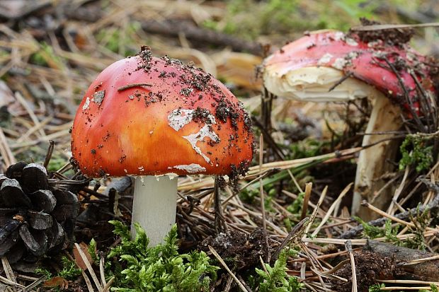 muchotrávka červená Amanita muscaria (L.) Lam.