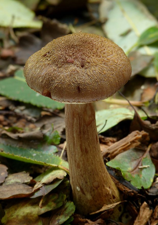 podpňovka Armillaria sp.