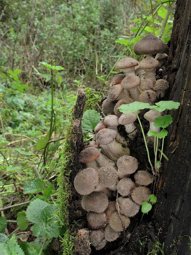 podpňovka Armillaria sp.