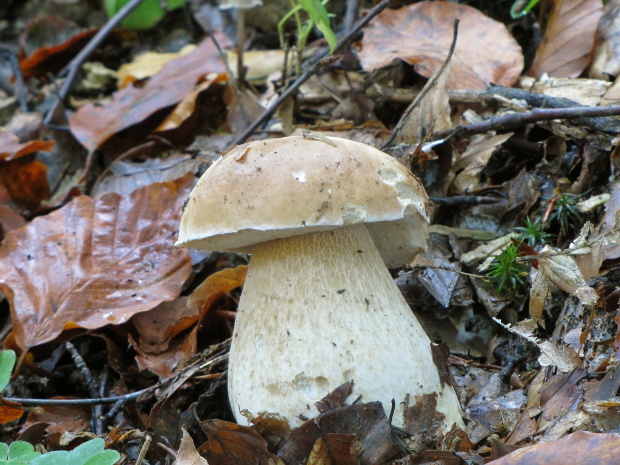 hríb smrekový Boletus edulis Bull.