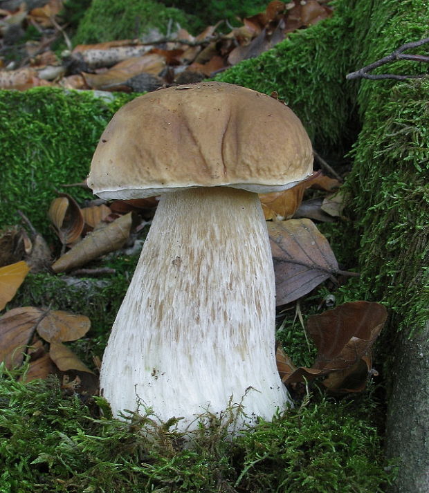 hríb smrekový Boletus edulis Bull.