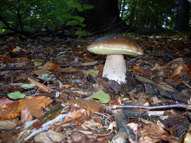 hríb smrekový Boletus edulis Bull.