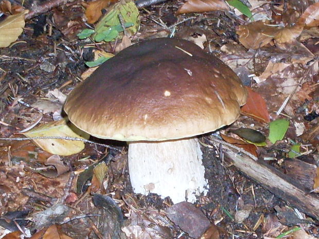 hríb smrekový Boletus edulis Bull.