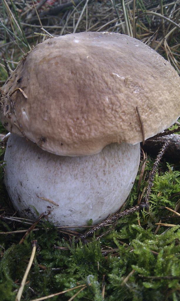 hríb smrekový Boletus edulis Bull.