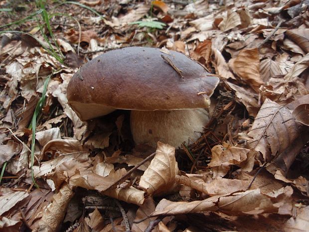 hríb sosnový  Boletus pinophilus  Pil. et Dermek in Pil.