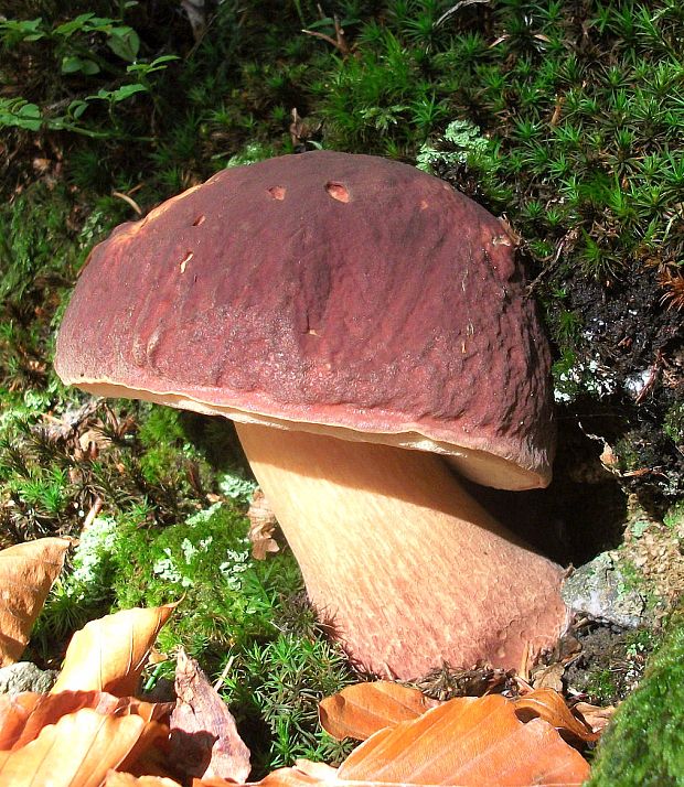 hríb sosnový Boletus pinophilus Pil. et Dermek in Pil.