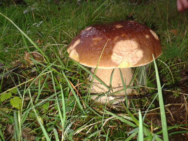 hríb smrekový Boletus reticulatus Schaeff.