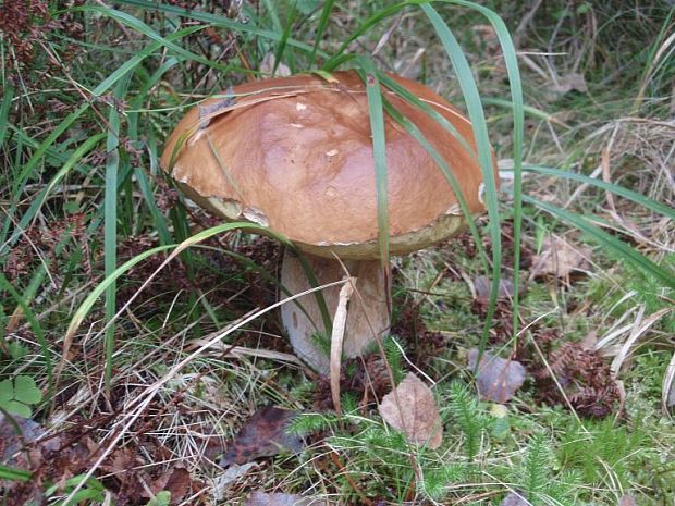 hríb dubový Boletus reticulatus Schaeff.