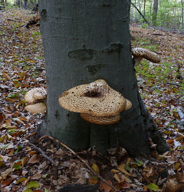 trúdnik šupinatý Cerioporus squamosus (Huds.) Quél.