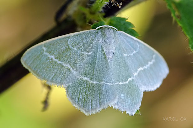 piadivka vresovisková Chlorissa viridata