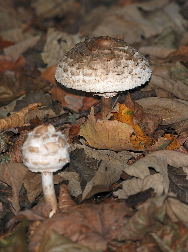 bedľa červenejúca  Chlorophyllum brunneum (Farl. & Burt) Vellinga