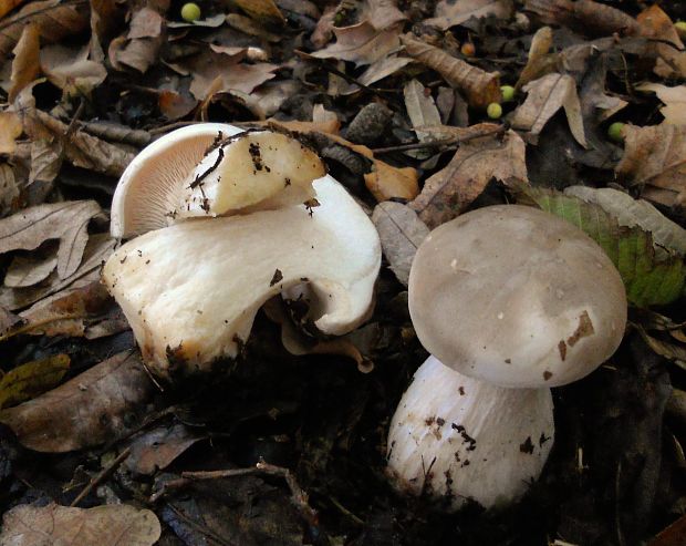 strmuľka inovaťová  Clitocybe nebularis (Batsch) P. Kumm.