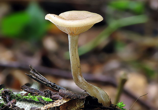 strmuľka bublinatá Clitocybe phaeophthalma ?