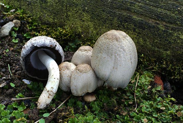 hnojník atramentový Coprinus atramentarius (Fr.) Rea