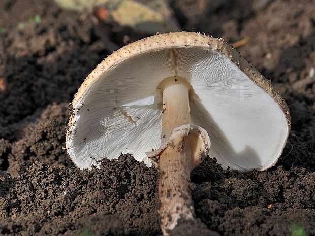 bedlička ostrošupinatá Echinoderma asperum (Pers.) Bon