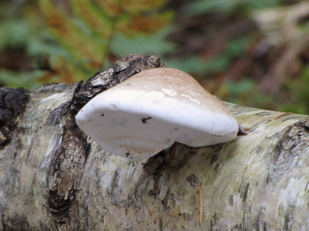 brezovník obyčajný Fomitopsis betulina (Bull.) B.K. Cui, M.L. Han & Y.C. Dai