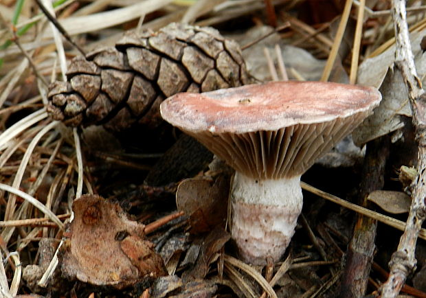 sliziak mazľavý  Gomphidius glutinosus (Schaeff.) Fr.