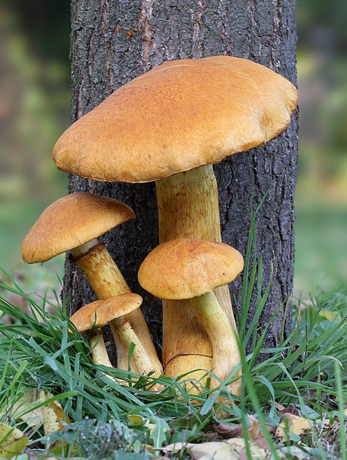 šupinovec nádherný Gymnopilus junonius (Fr.) P.D. Orton