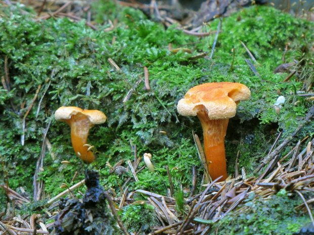 líška oranžová Hygrophoropsis aurantiaca (Wulfen) Maire