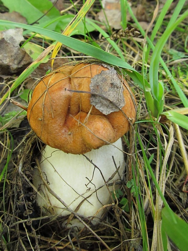 kozák osikový Leccinum albostipitatum den Bakker & Noordel.