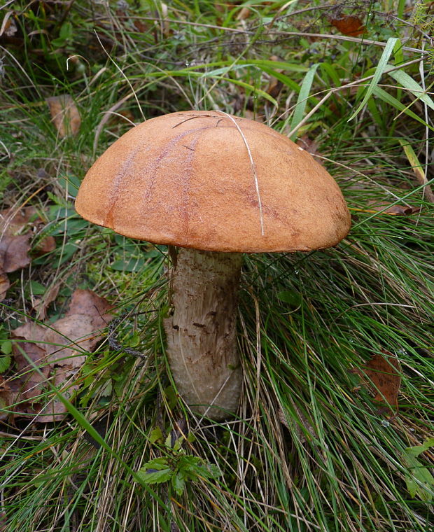 kozák osikový Leccinum albostipitatum den Bakker & Noordel.