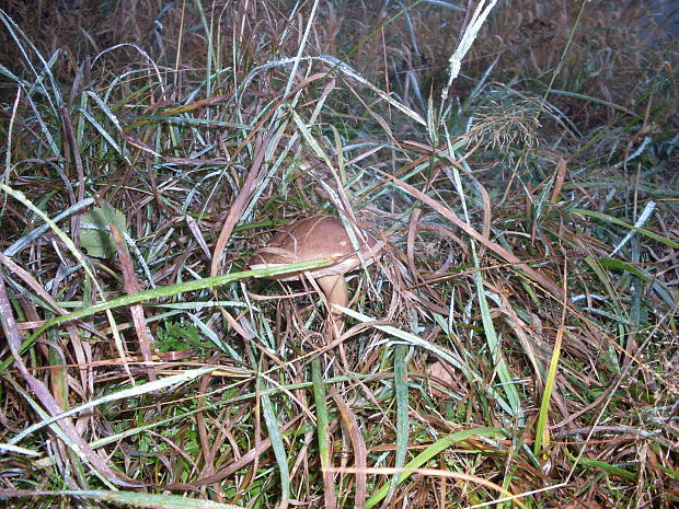 kozák brezový Leccinum scabrum (Bull.) Gray