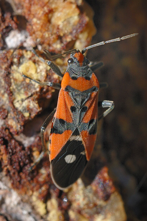 behavka pestrá  Lygaeus equestris Linnaeus, 1758