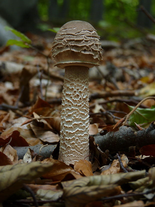 bedľa vysoká Macrolepiota procera (Scop.) Singer