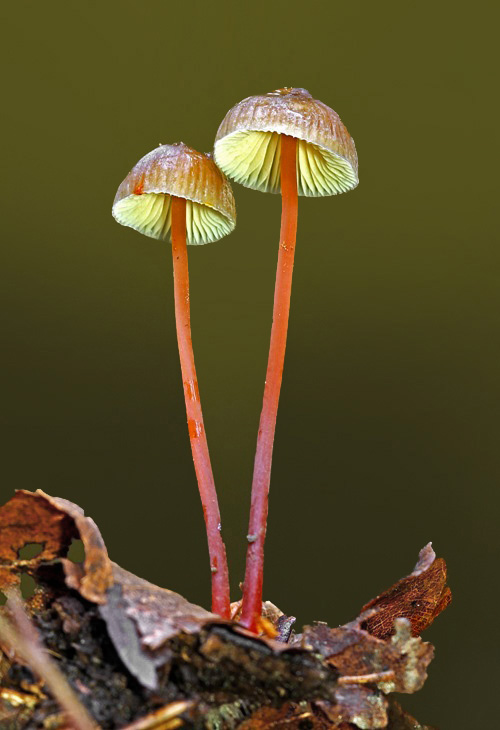 prilbička šafranová Mycena crocata (Schrad.) P. Kumm.