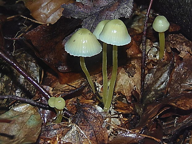 prilbička slizká Mycena epipterygia (Scop.) Gray