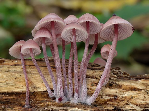 prilbička krvavomliečna Mycena haematopus (Pers.) P. Kumm.