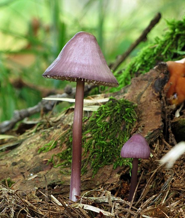 prilbička fialovookrajová- helmovka hnědopurpurová Mycena purpureofusca (Peck) Sacc.